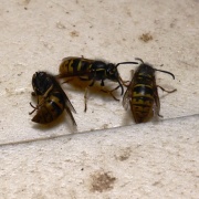 Wespenköniginnen in einem Speicher