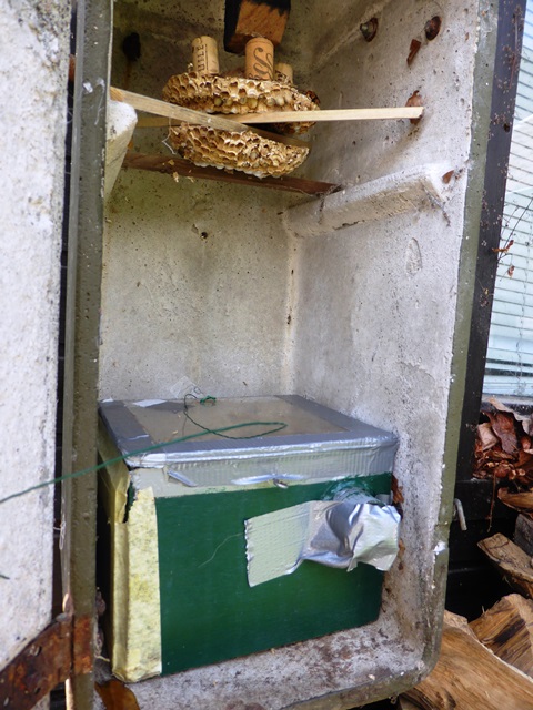 hornissen umsiedeln einsetzen absaugbox