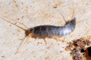 Lepisma saccarina 07