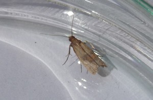 P1020089 Plodia