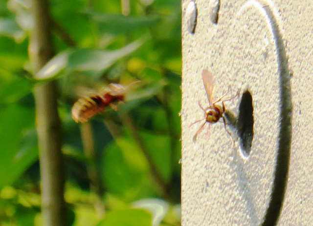 hornissen flugbetrieb