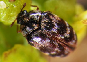 Anthrenocerus australis_3598-web groß