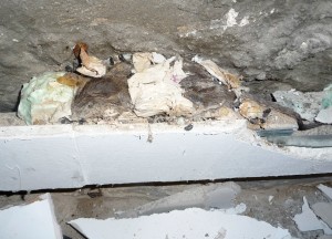 P1020583 mumifizierte ratte hinter wandverkleidung